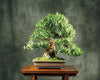 Buddhist Pine Tree - Bonsai/Houseplant - Podocarpus - 4" Pot