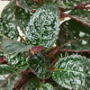 2 In. Purple Waffle Plant - Live Starter Plant - Hemigraphis Alternata - Rare and Elegant Indoor Houseplant in Pot