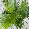 Cat Palm Chamaedorea Cataractarum Plant in 9.25 Inch Grower Pot