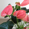 14-I8" Valentine'S Day Pink Anthurium Live Plant in 5" Pink Ceramic Pot with Pink Heart, House Plant