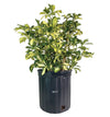 Arboricola Trinette Live Plant (25-30 In. Tall) in Grower Pot