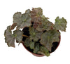 Five and Dime Begonia Plant - 2.5" Pot - Easy House Plant