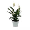 6 In. Spathiphyllum Plant in Deco Pot