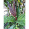 Maroon Crownshaft Palm Tree - Live Plant in a 4 In. Pot - Areca Vestiaria - Rare Ornamental Palms from Florida