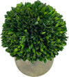 Preserved Natural Boxwood Ball in Grey Cement-Look Resin Pot Plant and Table Centerpiece Stunning Greenery and Plant Decor for Home - Grey & White Pot 9.5” Tall