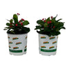 2.5 Qt. Crown of Thorns Plant Red Flowers in 6.33 In. Grower'S Pot (2-Plants)