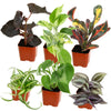 Live Houseplant (6PK) - 6 Air Purifying Plants - Easy Care - 2In Pots - Indirect Sunlight -