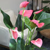 Pink Flamingo Flower Anthurium (Approx. 17-19 In. Tall), 6 In. White Pot, Easy Live Indoor Plant Gifts for Plant Lovers