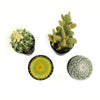 Element by  Live Cactus Plants 4-Pack - Succulent Plants, Full Sun - 2.5-Inch Pots