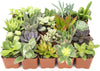 2" Assorted Succulent Live Plants in 2" Square Pots (12 Count)