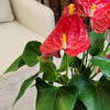 4.25 In. Red Anthurium Live House Plant in Grower Pot