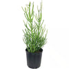 Pencil Cactus-Live Plant in a 10 Inch Pot-Euphorbia Tirucalli-Beautiful Indoor Outdoor Succulent Houseplant