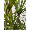 10 In. Dracaena Marginata Plant in Deco Pot