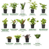 Classic House Plants (4PK) - Live Plants - Air Purifying Easy Plant Pack - 4.25 in Pots - Element by