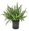 Farms Fern Kimberly Queen Live Plant (25-30 In. Tall) in Grower Pot