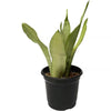 Silver Snake Plant-Live Plant in a 4 In. Growers Pot-Sansevieria Trifasciata 'Moonshine'-Indoor Houseplants