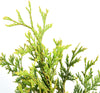 Thuja Green Giant Live Plant, in 3 Gal. Grower'S Pot, Includes Care Guide