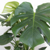 Swiss Cheese Plant Monstera Deliciosa Plant 24. in to 34 In. Tall in 10 In. White Decor Pot