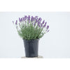 Lavender English Lavender Plant in 2.5 -Quart Pot 2.0 -Pack