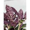 2 In. Purple Waffle Plant - Live Starter Plant - Hemigraphis Alternata - Rare and Elegant Indoor Houseplant in Pot