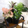 Classic House Plants (4PK) - Live Plants - Air Purifying Easy Plant Pack - 4.25 in Pots - Element by