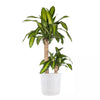 Mass Cane Corn Plant 2 Stem in 10 Inch White Decor Pot
