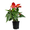 4.25 In. Red Anthurium Live House Plant in Grower Pot