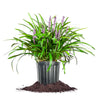 Purple Royal Purple Liriope Plant in 1 -Gallon Pot 1.0 -Pack