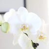 Just Add Ice 16-30" White and Yellow Premium Orchid Live Plant in 5" White Ceramic Pot, House Plant
