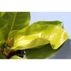 Philodendron Moonlight-Live Plant in a 4 In. Growers Pot-Philodendron 'Moonlight'-Air Purifying Houseplant