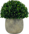 Preserved Natural Boxwood Ball in Grey Cement-Look Resin Pot Plant and Table Centerpiece Stunning Greenery and Plant Decor for Home - Grey & White Pot 9.5” Tall