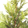 Thuja Green Giant Live Plant, in 3 Gal. Grower'S Pot, Includes Care Guide
