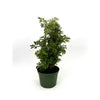 6 In. Aralia Ming Plant in Grower Pot