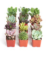 2" Assorted Succulent Live Plants in 2" Square Pots (12 Count)