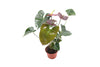 Anthurium Sempre Live Plant in 6" Pot, Burgundy/Brown