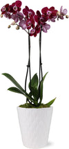 Just Add Ice 16-30" Dark Purple Premium Orchid Live Plant in 5" White Ceramic Pot, House Plant