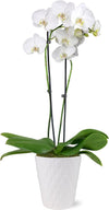 Just Add Ice 16-30" White and Yellow Premium Orchid Live Plant in 5" White Ceramic Pot, House Plant