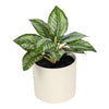 6.5" Artificial Purple Leaf Plant in Cream Pot