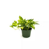 6 In. Pothos Hawaiian Plant in Grower Pot