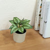 6.5" Artificial Purple Leaf Plant in Cream Pot