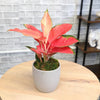 Aglaonema China Red Chinese Evergreen Live House Plant with 4.25 In. Decorative Ceramic Pot