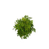 6 In. Aralia Ming Plant in Grower Pot