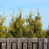 Thuja Green Giant Live Plant, in 3 Gal. Grower'S Pot, Includes Care Guide