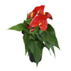 4.25 In. Red Anthurium Live House Plant in Grower Pot