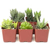 5 Different Aloe Plants Easy to Grow and Hard to Kill in 2" Pots