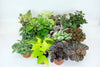 Terrarium & Fairy Garden Plants - 10 Plants in 2" Pots