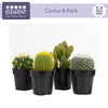 Element by  Live Cactus Plants 4-Pack - Succulent Plants, Full Sun - 2.5-Inch Pots
