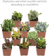 2" Assorted Succulent Live Plants in 2" Square Pots (12 Count)