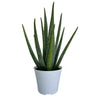 6 In. Aloe Vera Plant in Deco Pot