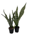 Zeylanica Snake Plant - 2 Pack 2" Pots - Sansevieria